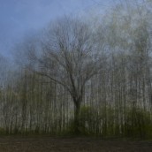 drzewo-las-teczowa-ok